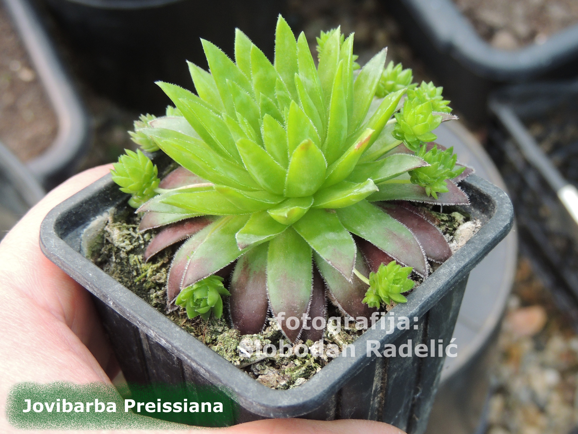 Jovibarba preissiana